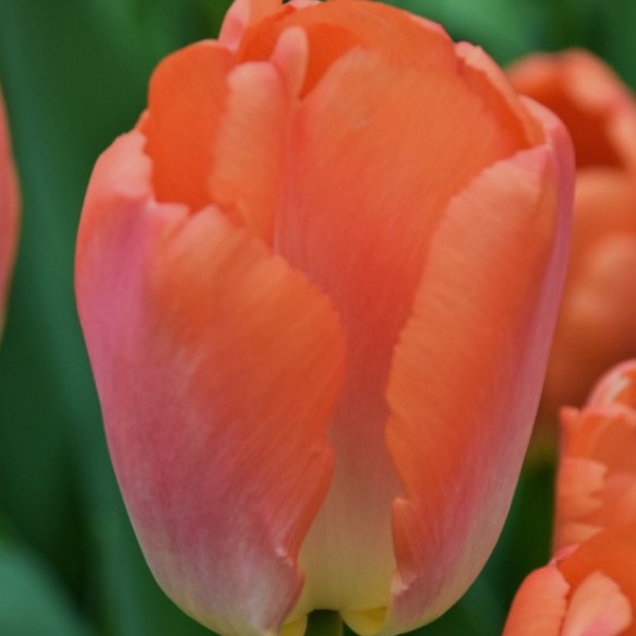 Tulipa 'Orange Pride'® - túlipani