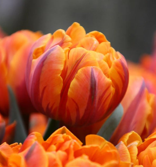 Tulipa 'Orange Princess' - túlipani