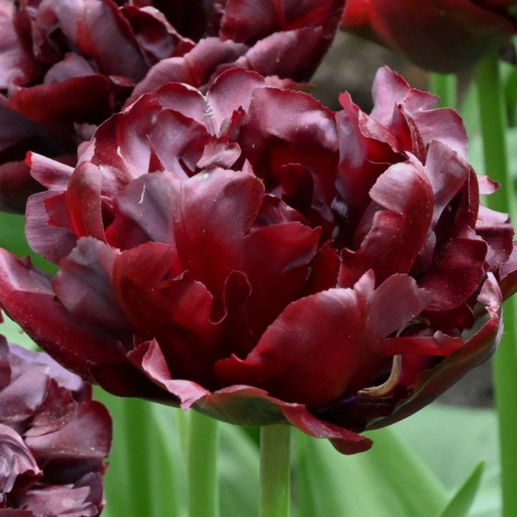 Tulipa 'Palmyra'® - túlipani