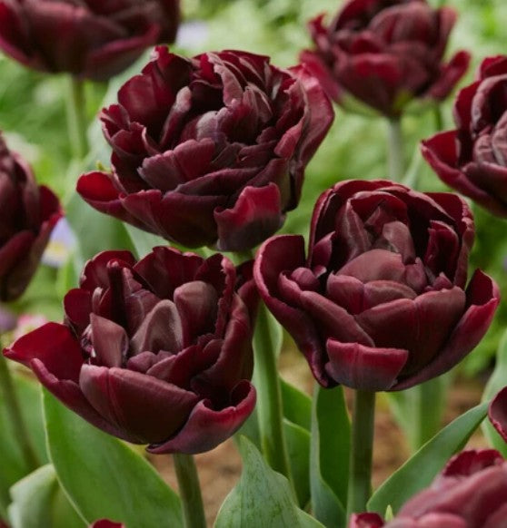 Tulipa 'Palmyra'® - túlipani