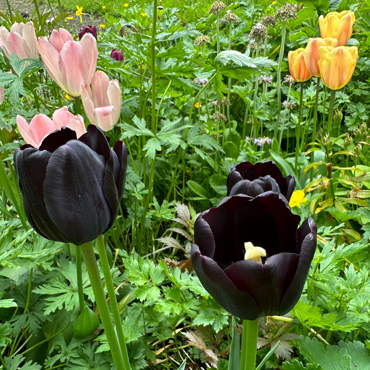 Tulipa 'Paul Scherer'® - túlipani