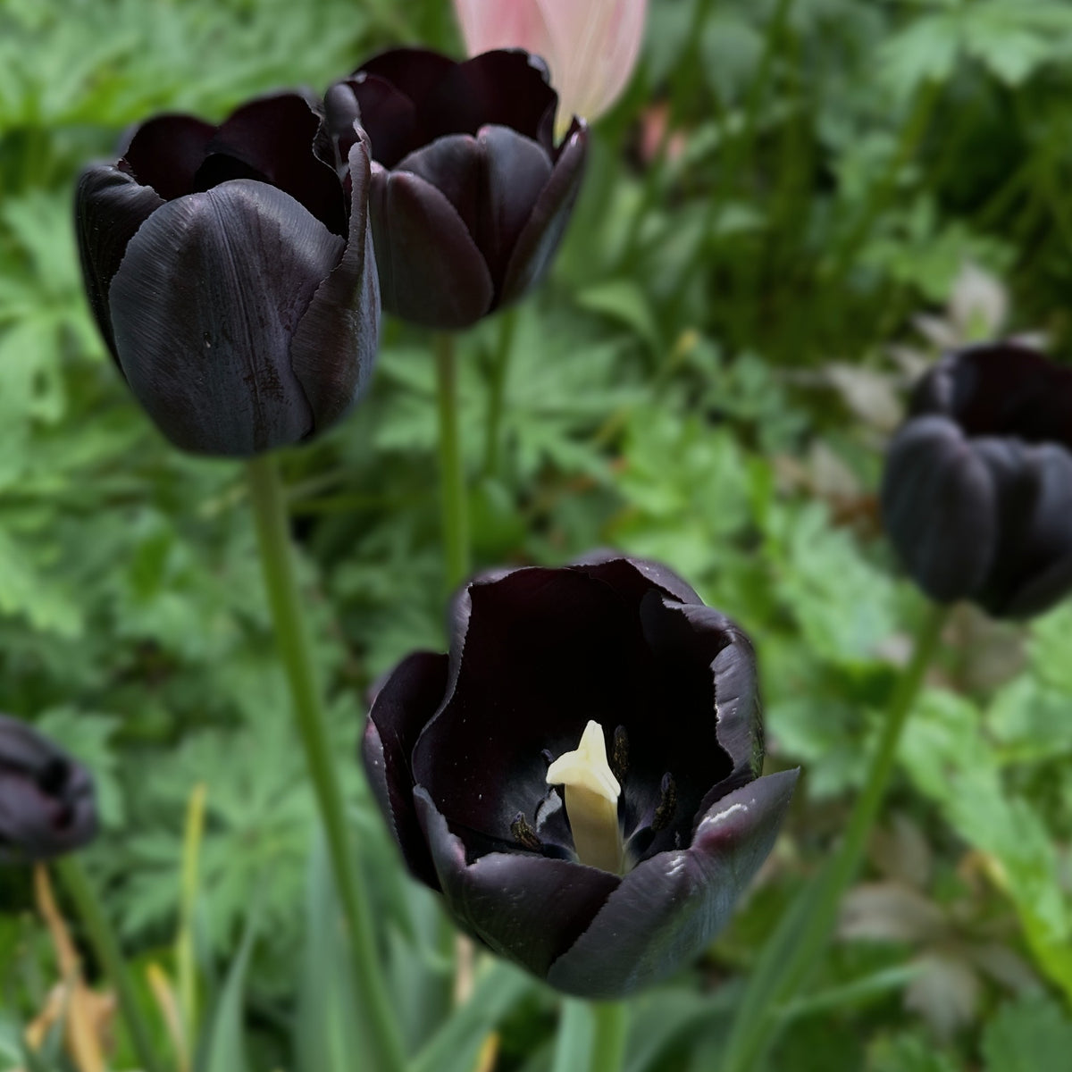 Tulipa 'Paul Scherer'® - túlipani