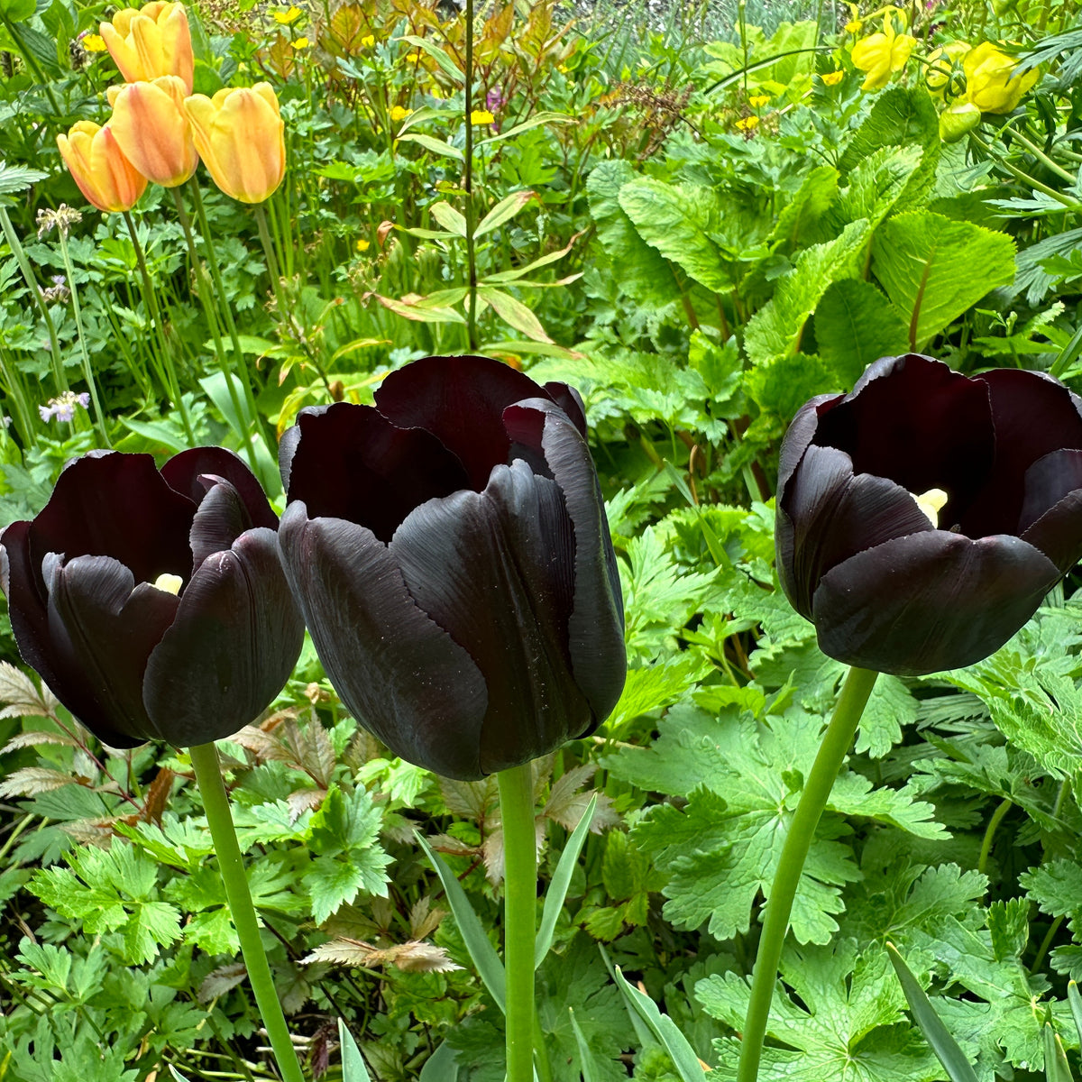 Tulipa 'Paul Scherer'® - túlipani