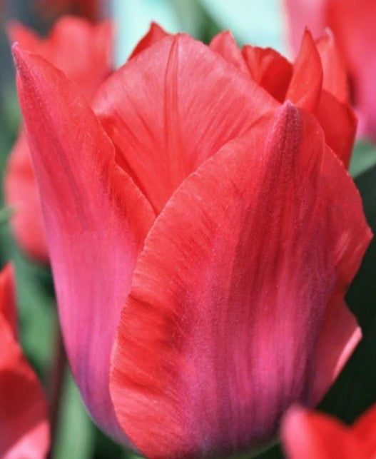 Tulipa 'Portland' - dílatúlipani