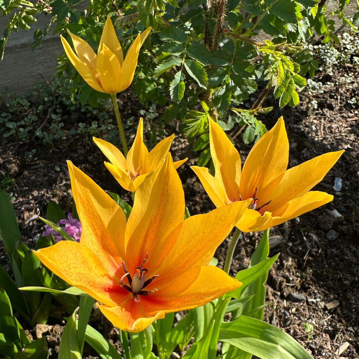 Tulipa praestans 'Shogun' - skúftúlipani