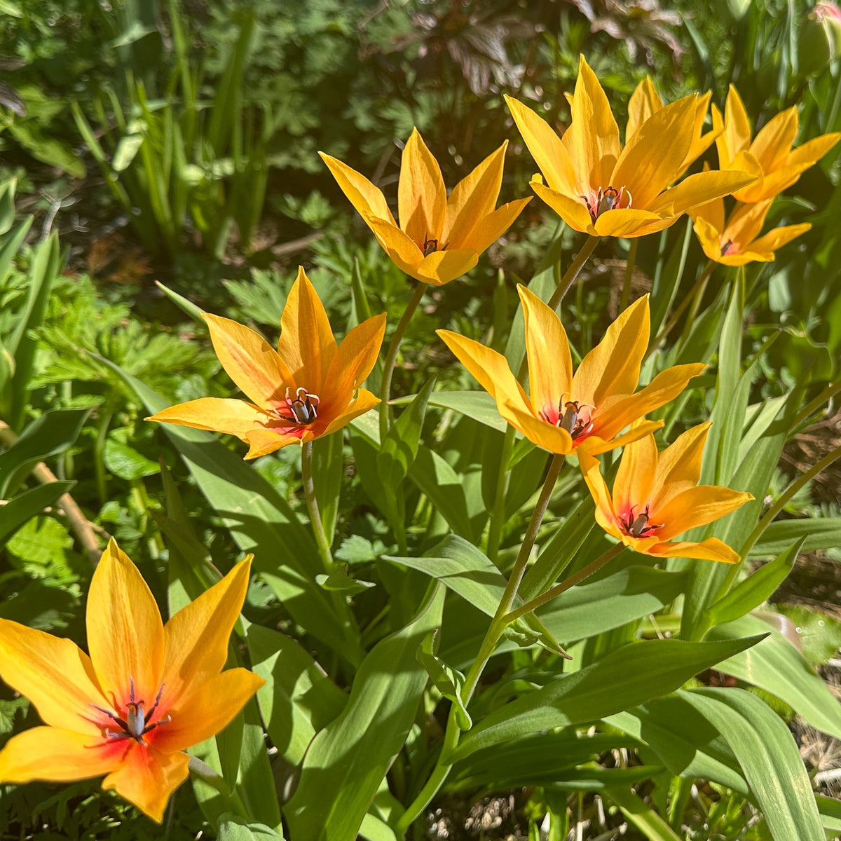 Tulipa praestans 'Shogun' - skúftúlipani