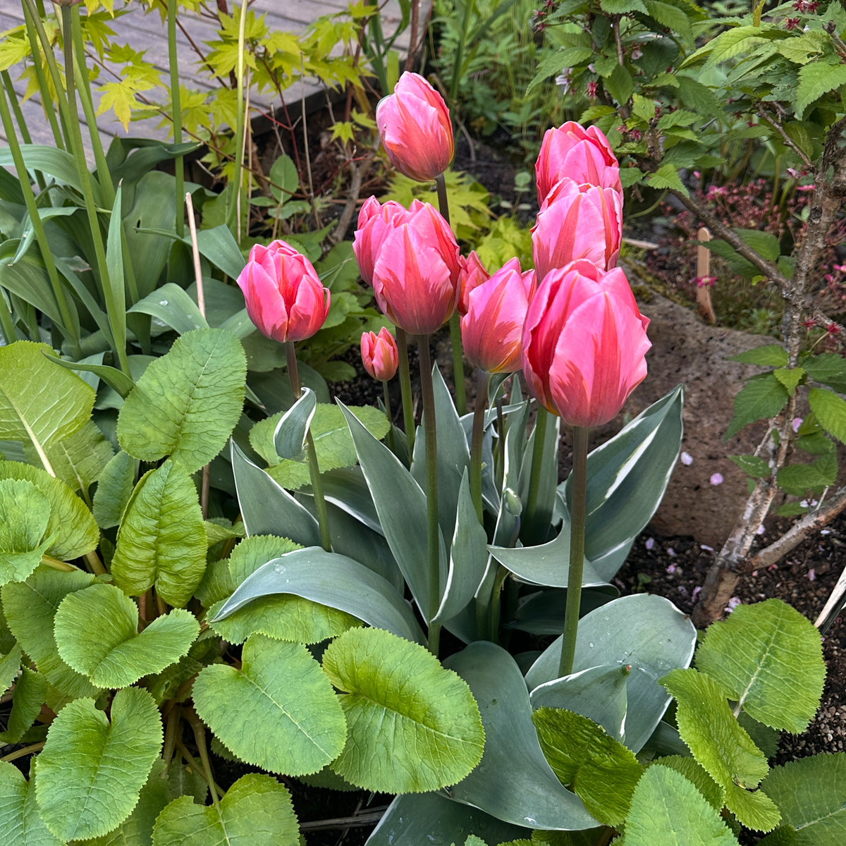 Tulipa 'Pretty Princess' - túlipani