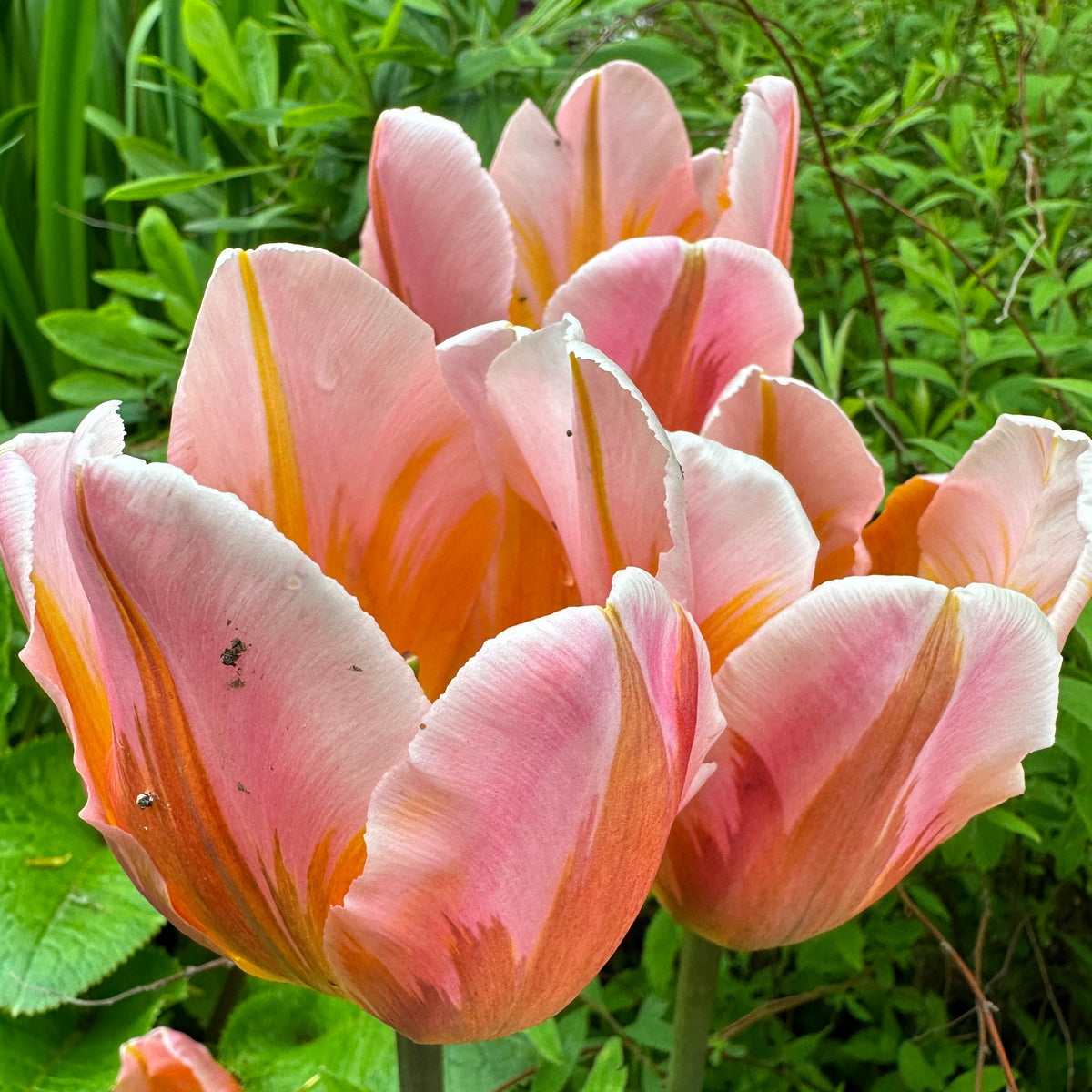 Tulipa 'Pretty Princess' - túlipani