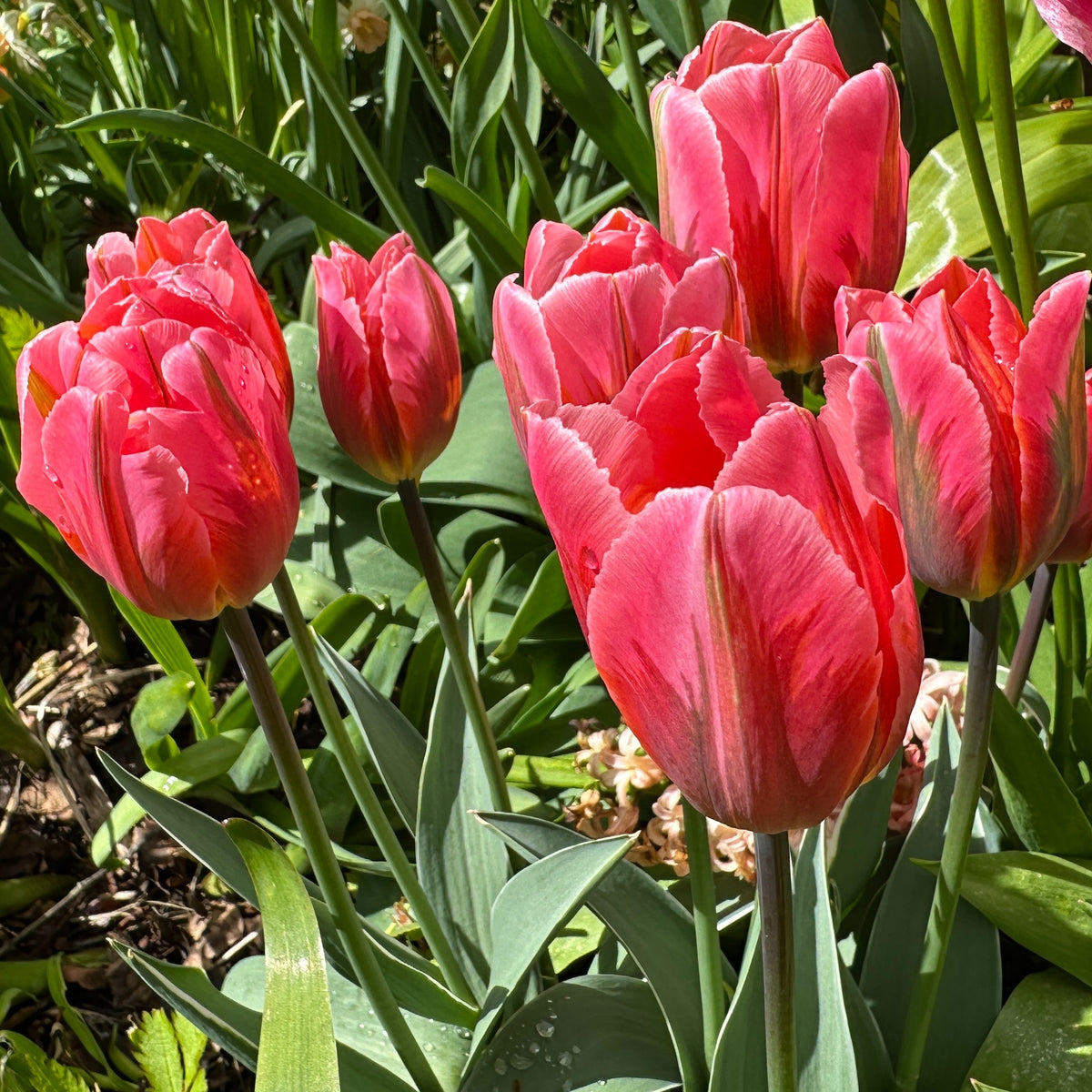 Tulipa 'Pretty Princess' - túlipani