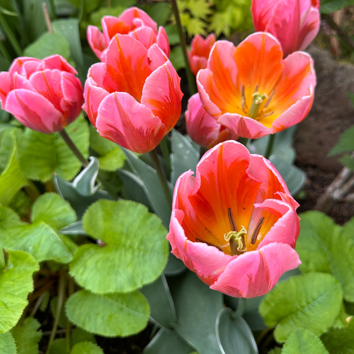 Tulipa 'Pretty Princess' - túlipani