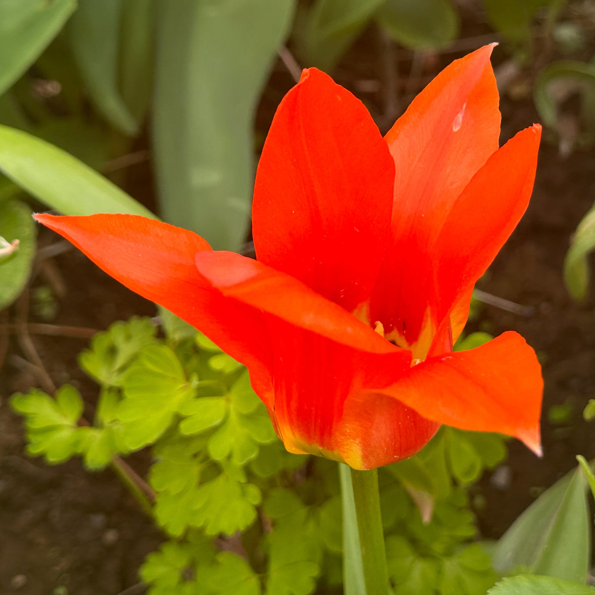 Tulipa 'Princess Household' - kaupmannatúlipani