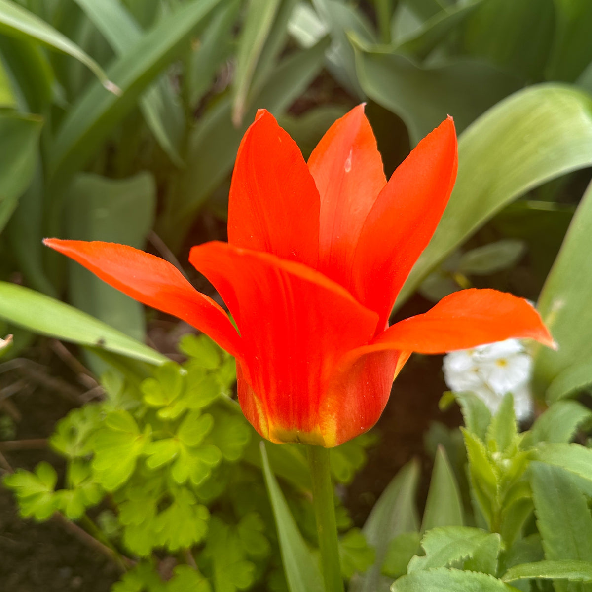 Tulipa 'Princess Household' - kaupmannatúlipani