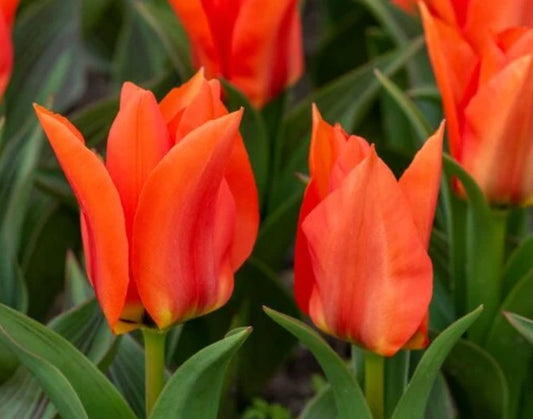 Tulipa 'Princess Household' - kaupmannatúlipani