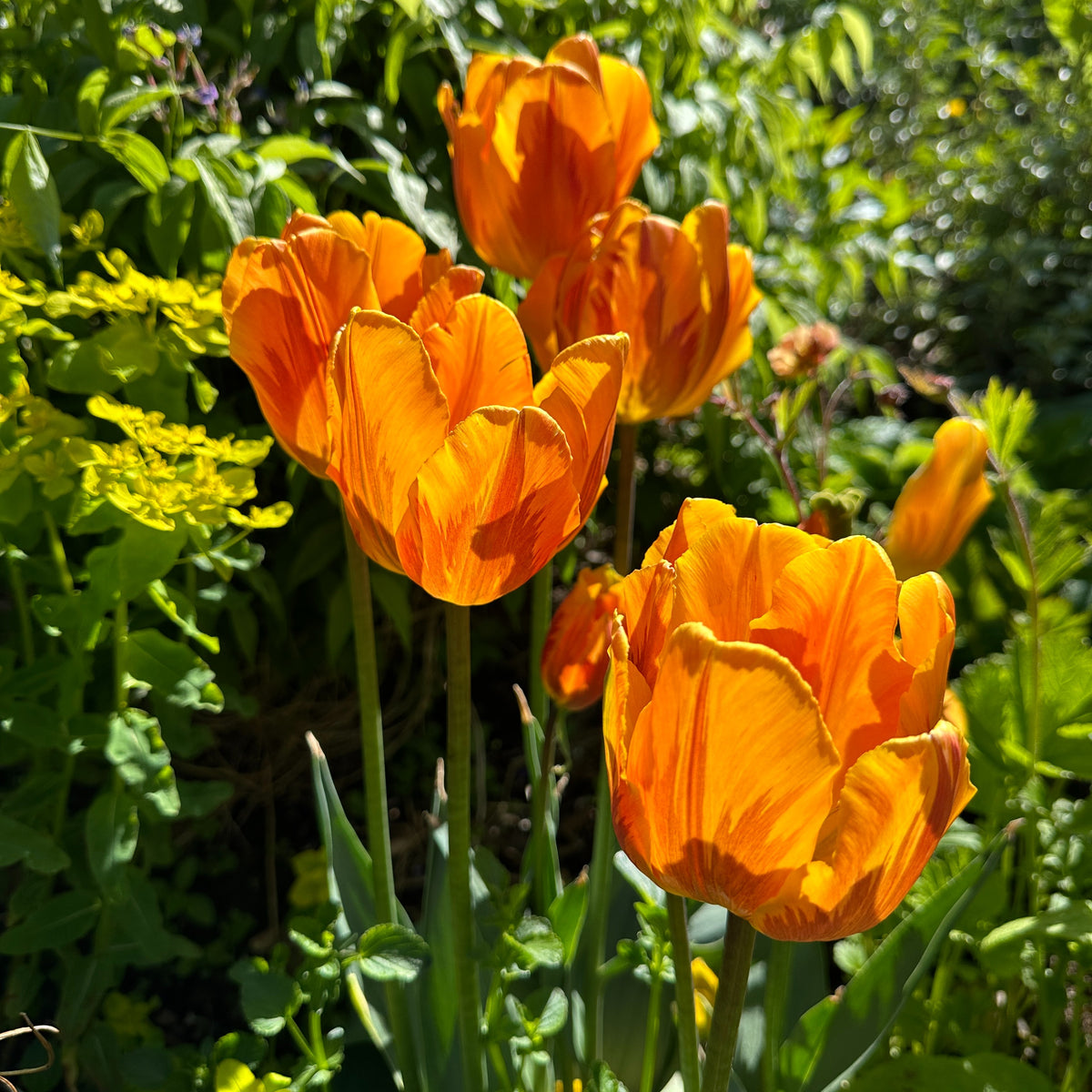 Tulipa 'Prinses Irene' - túlipani