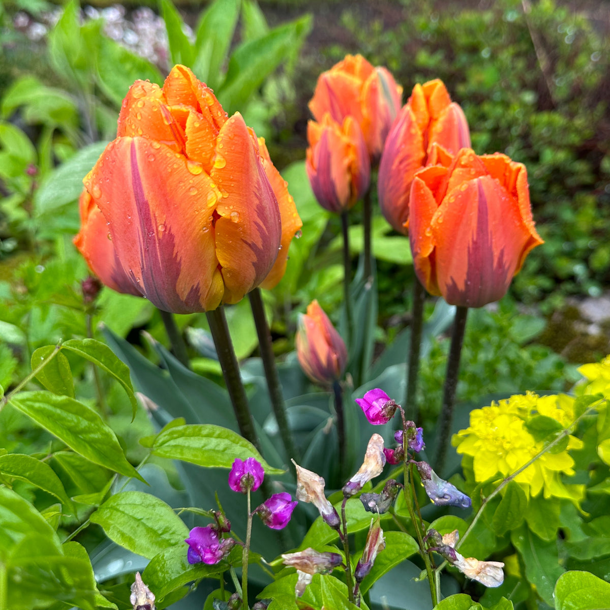 Tulipa 'Prinses Irene' - túlipani