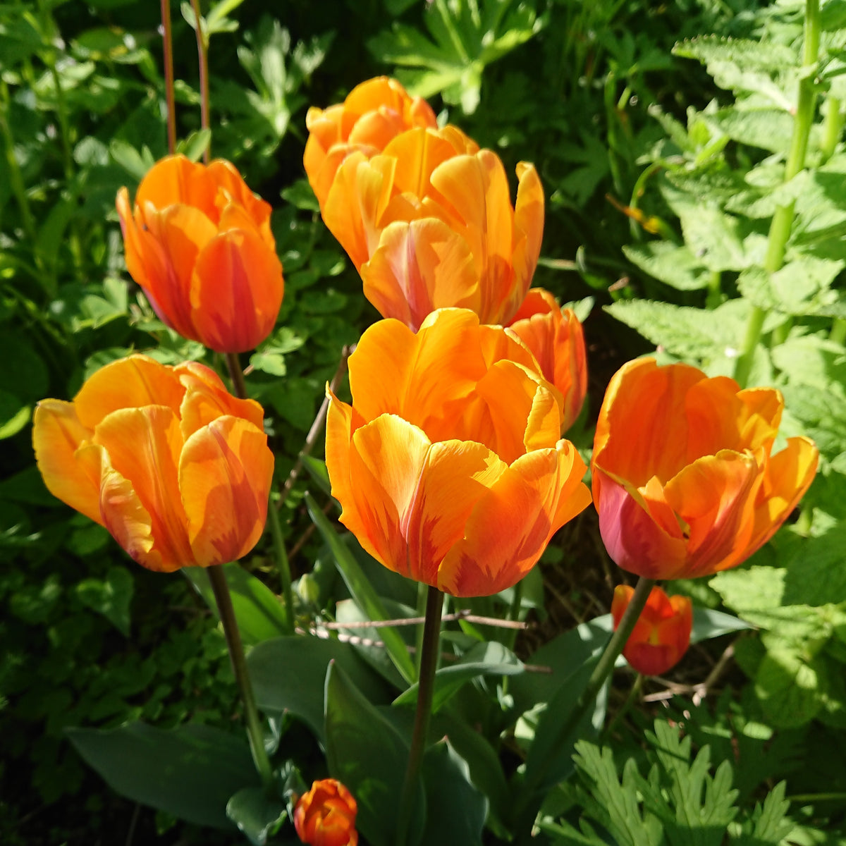 Tulipa 'Prinses Irene' - túlipani