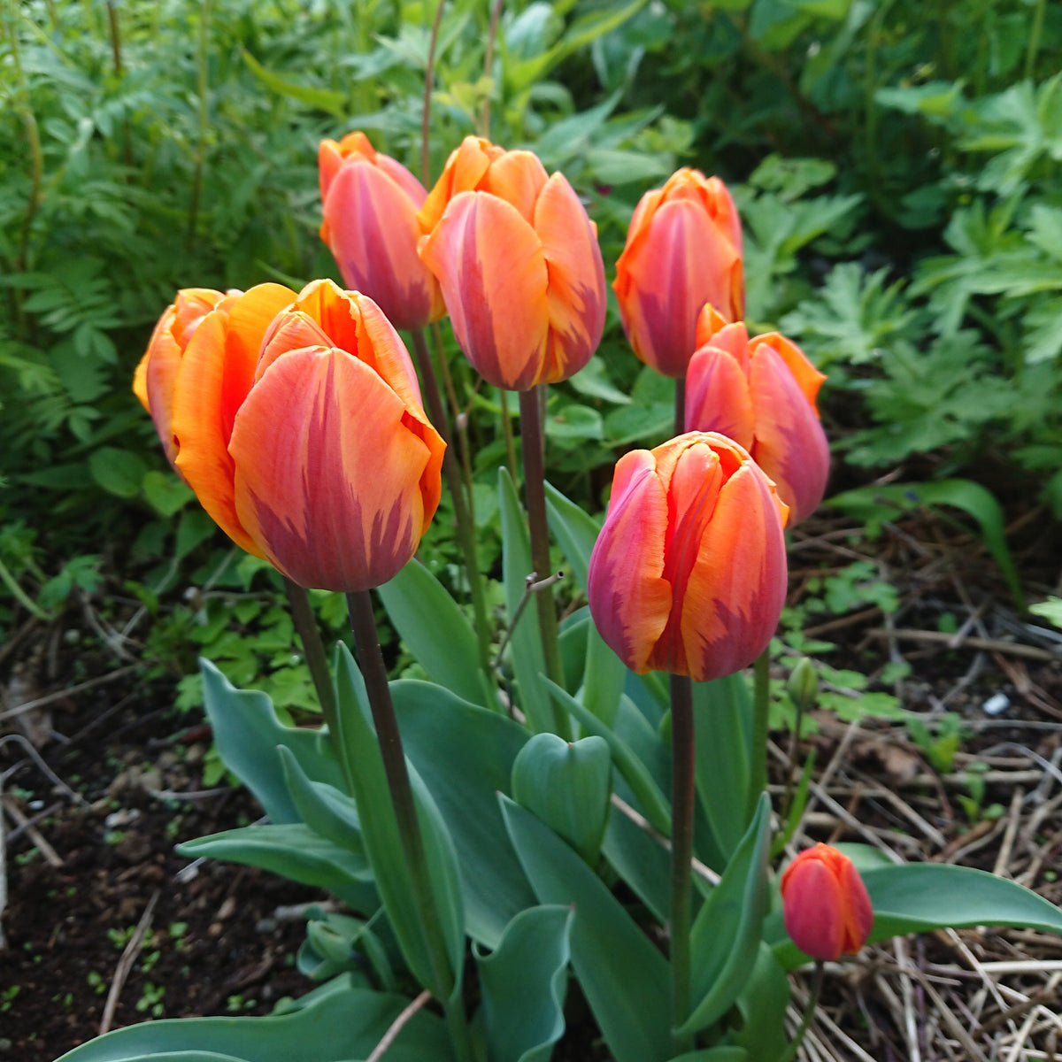 Tulipa 'Prinses Irene' - túlipani