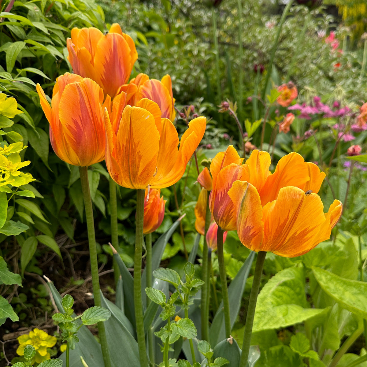 Tulipa 'Prinses Irene' - túlipani