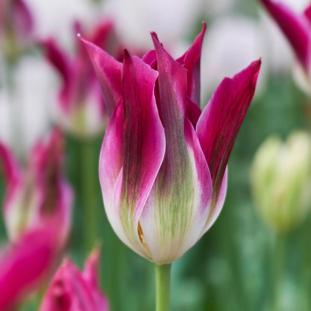 Tulipa 'Purple Dance' - túlipani