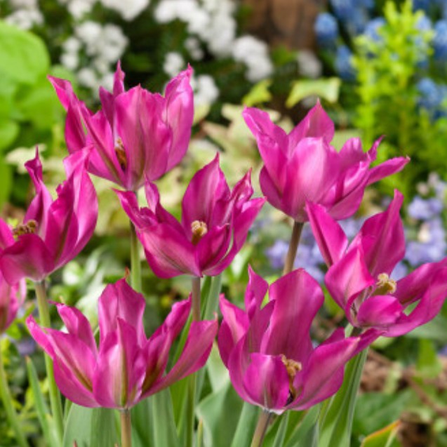 Tulipa 'Purple Dance' - túlipani