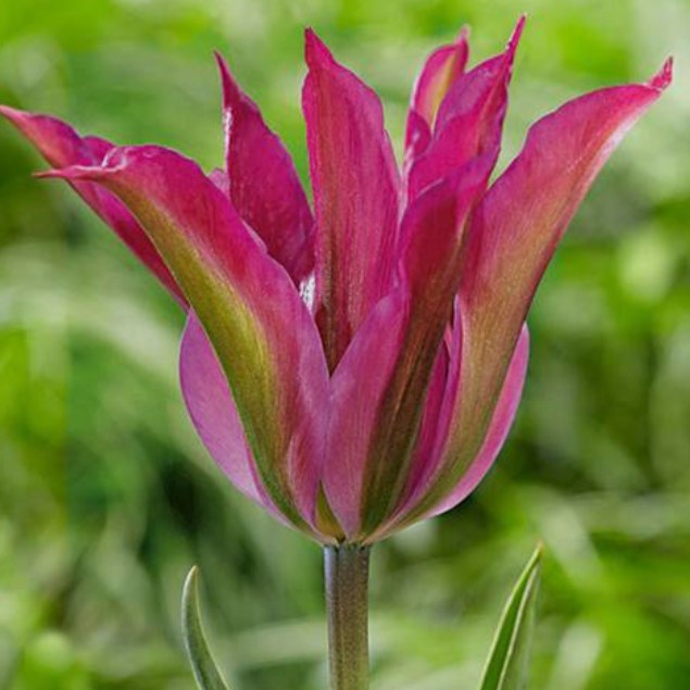 Tulipa 'Purple Dance' - túlipani