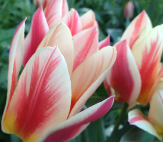 Tulipa 'Quebec' - dílatúlipani