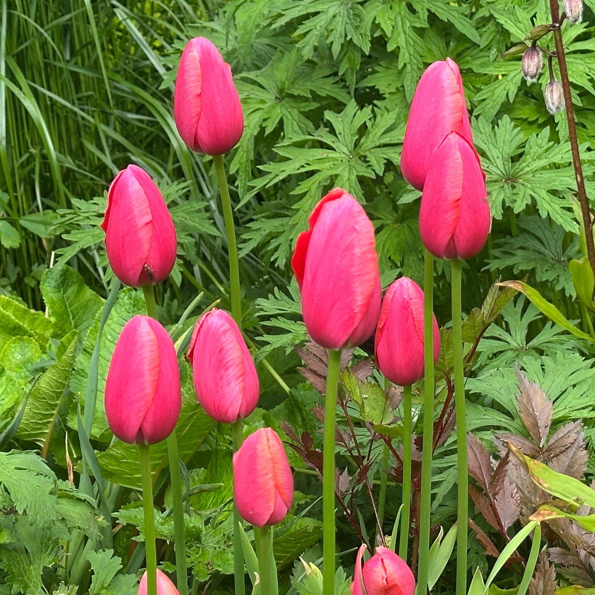 Tulipa 'Renown' - túlipani