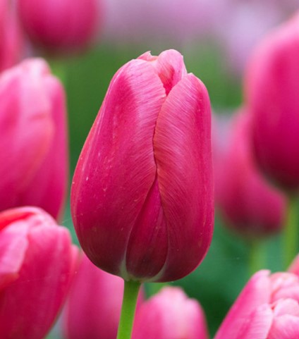 Tulipa 'Renown' - túlipani