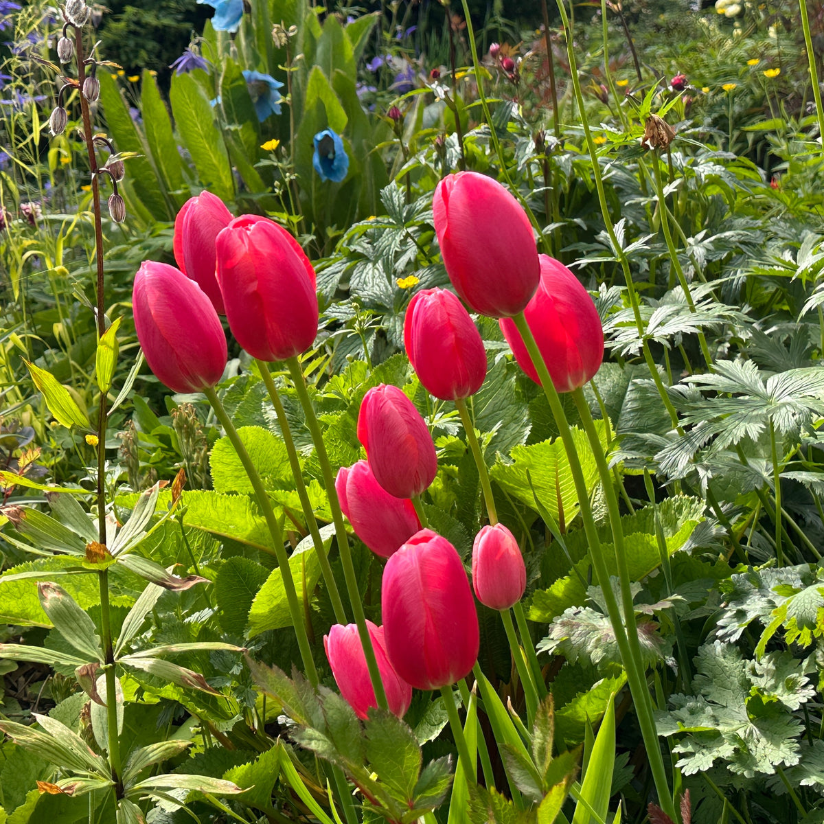Tulipa 'Renown' - túlipani