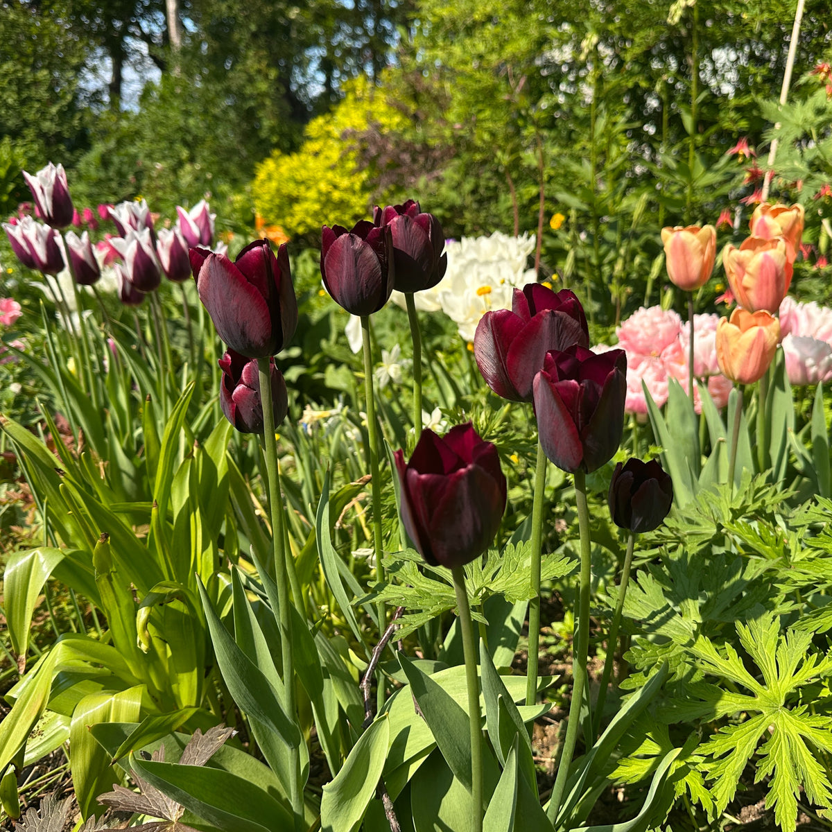 Tulipa 'Ronaldo'® - túlipani