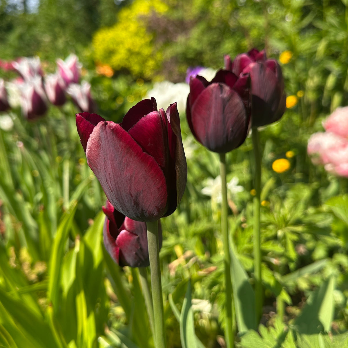 Tulipa 'Ronaldo'® - túlipani