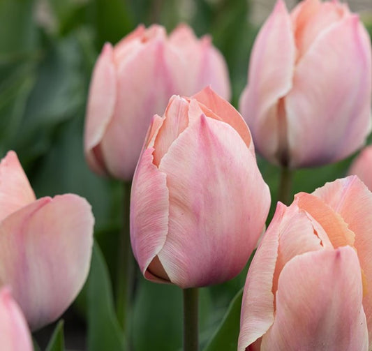 Tulipa 'Salmon van Eijk' - túlipani