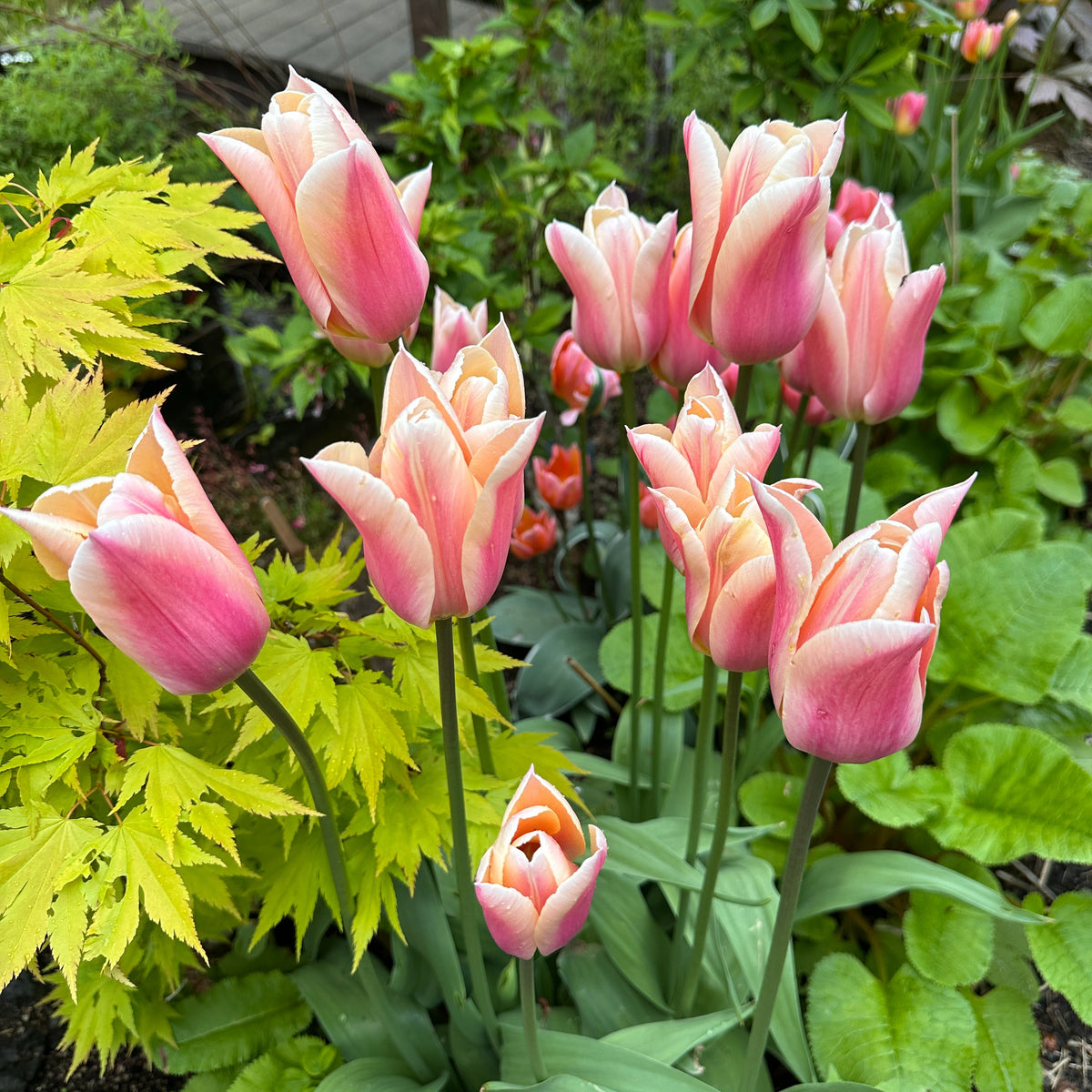 Tulipa 'Sanne'® - túlipani