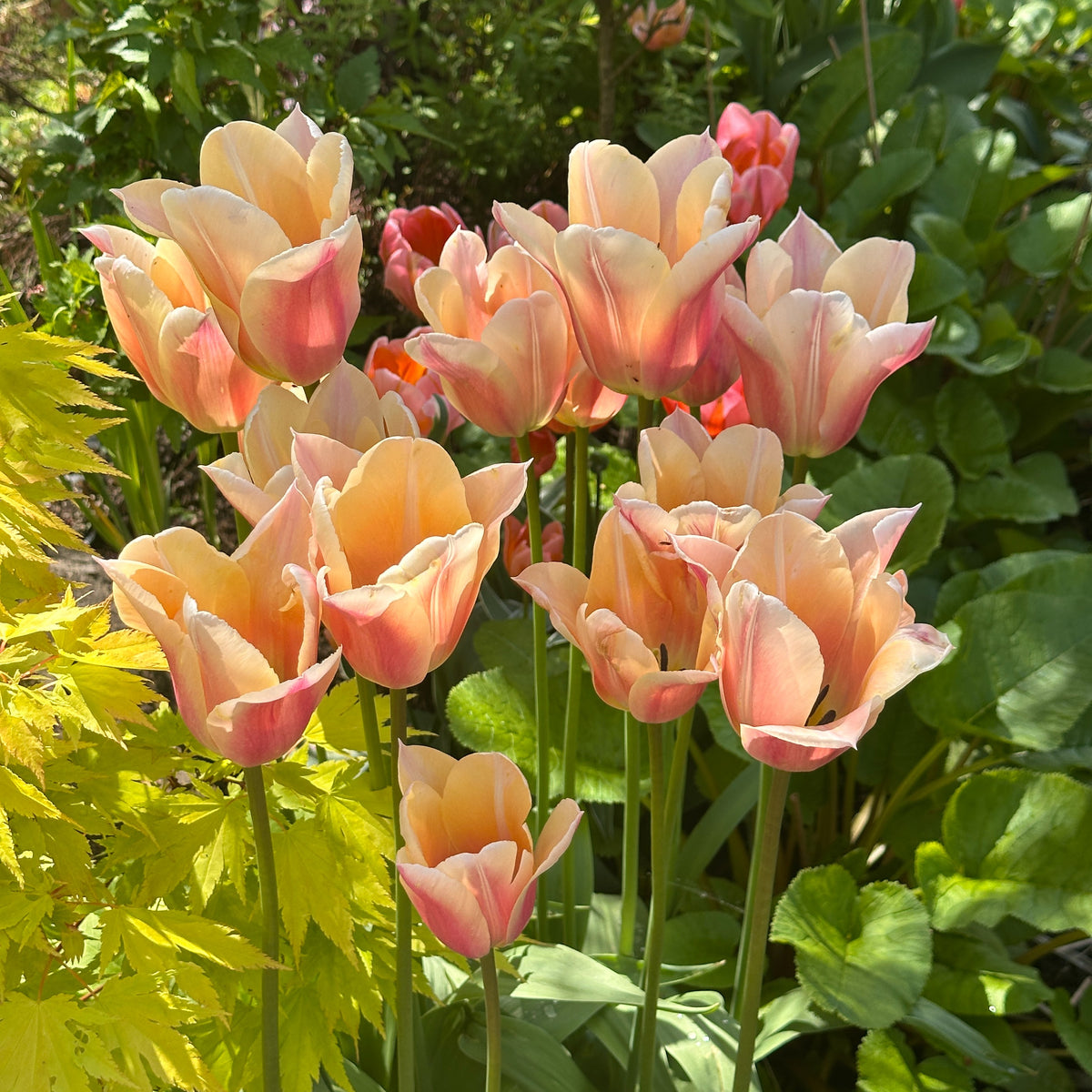Tulipa 'Sanne'® - túlipani