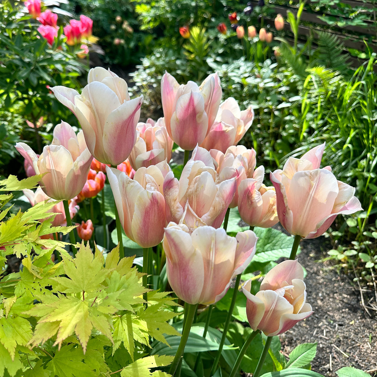 Tulipa 'Sanne'® - túlipani