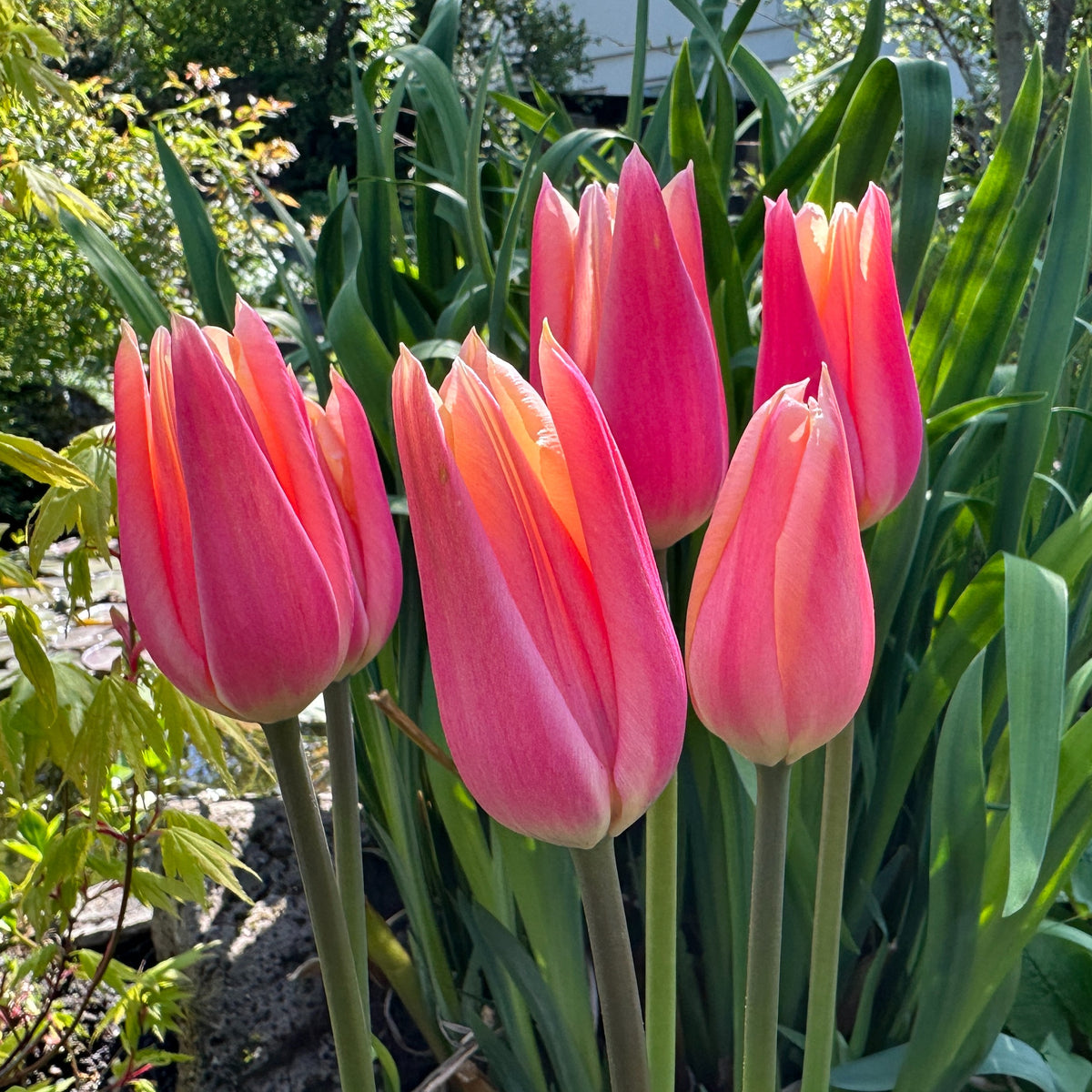 Tulipa 'Sanne'® - túlipani