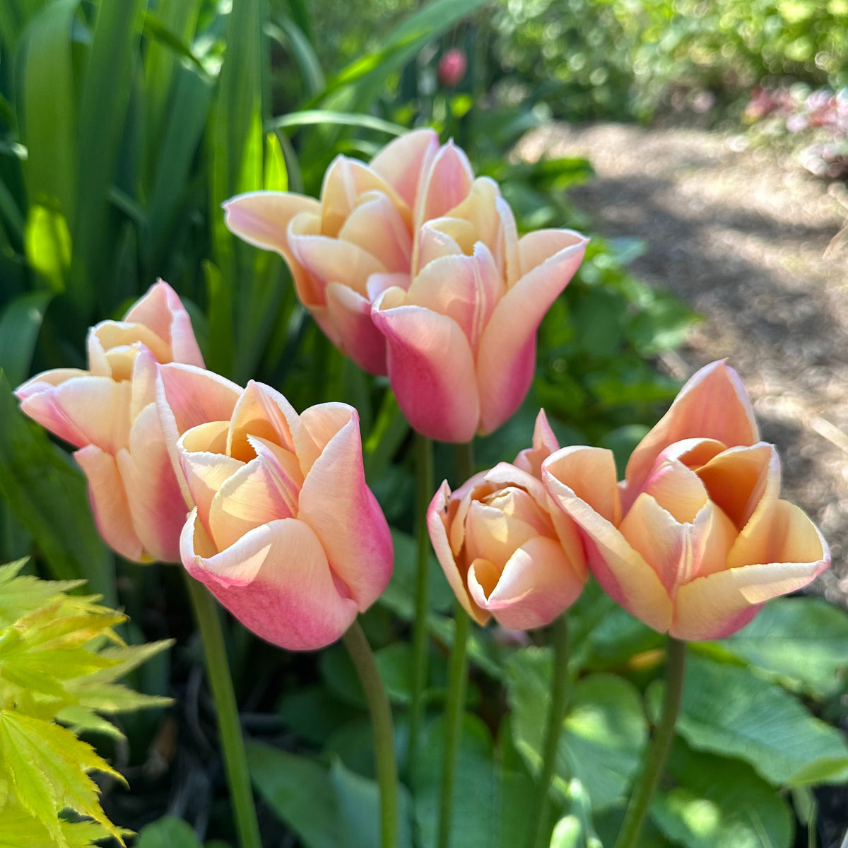 Tulipa 'Sanne'® - túlipani