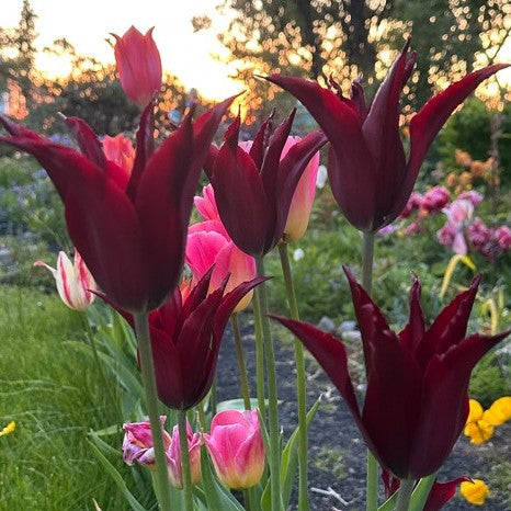 Tulipa 'Sarah Raven' - túlipani