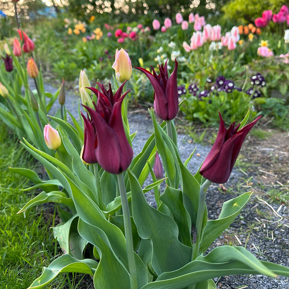Tulipa 'Sarah Raven' - túlipani