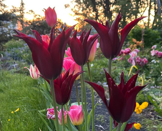 Tulipa 'Sarah Raven' - túlipani