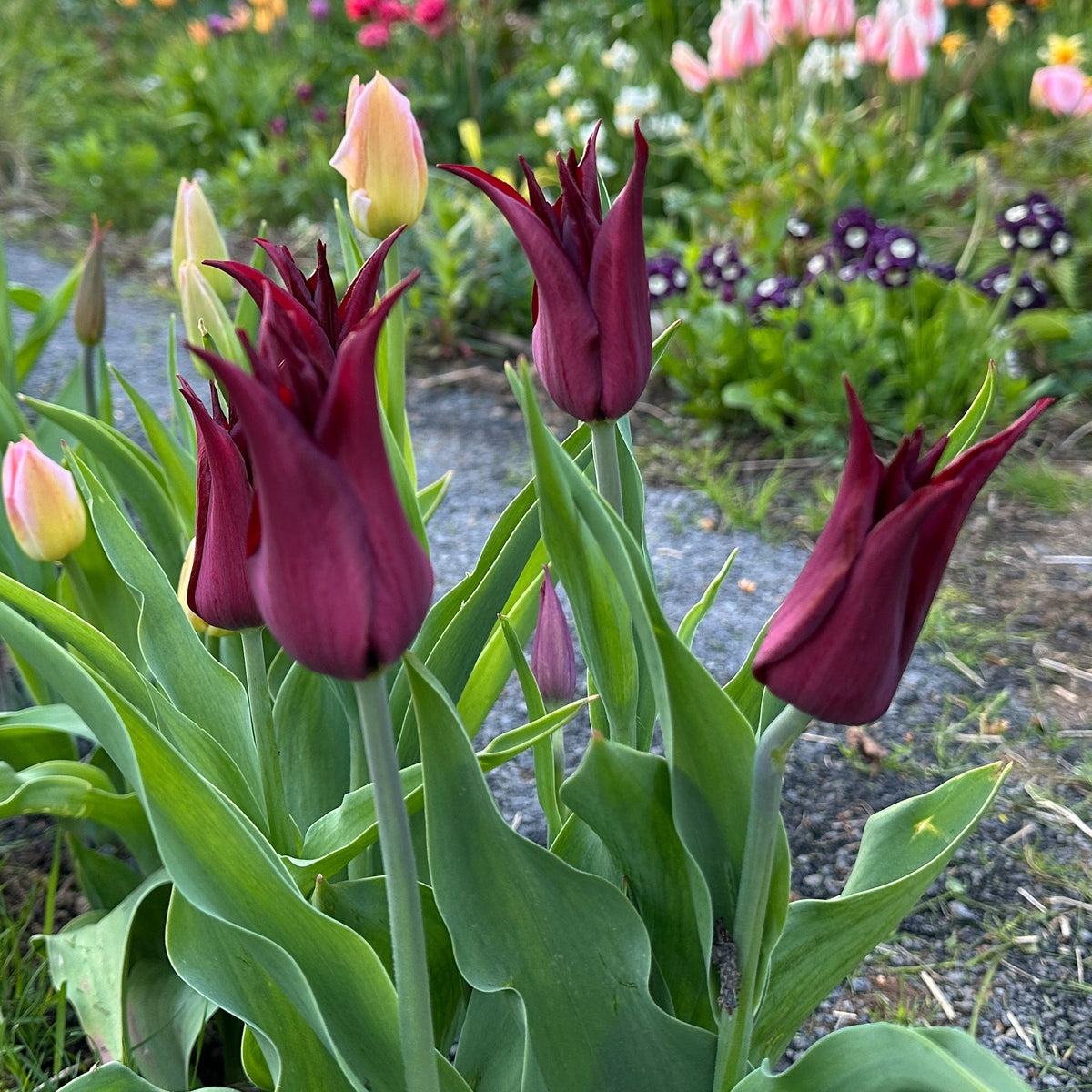 Tulipa 'Sarah Raven' - túlipani