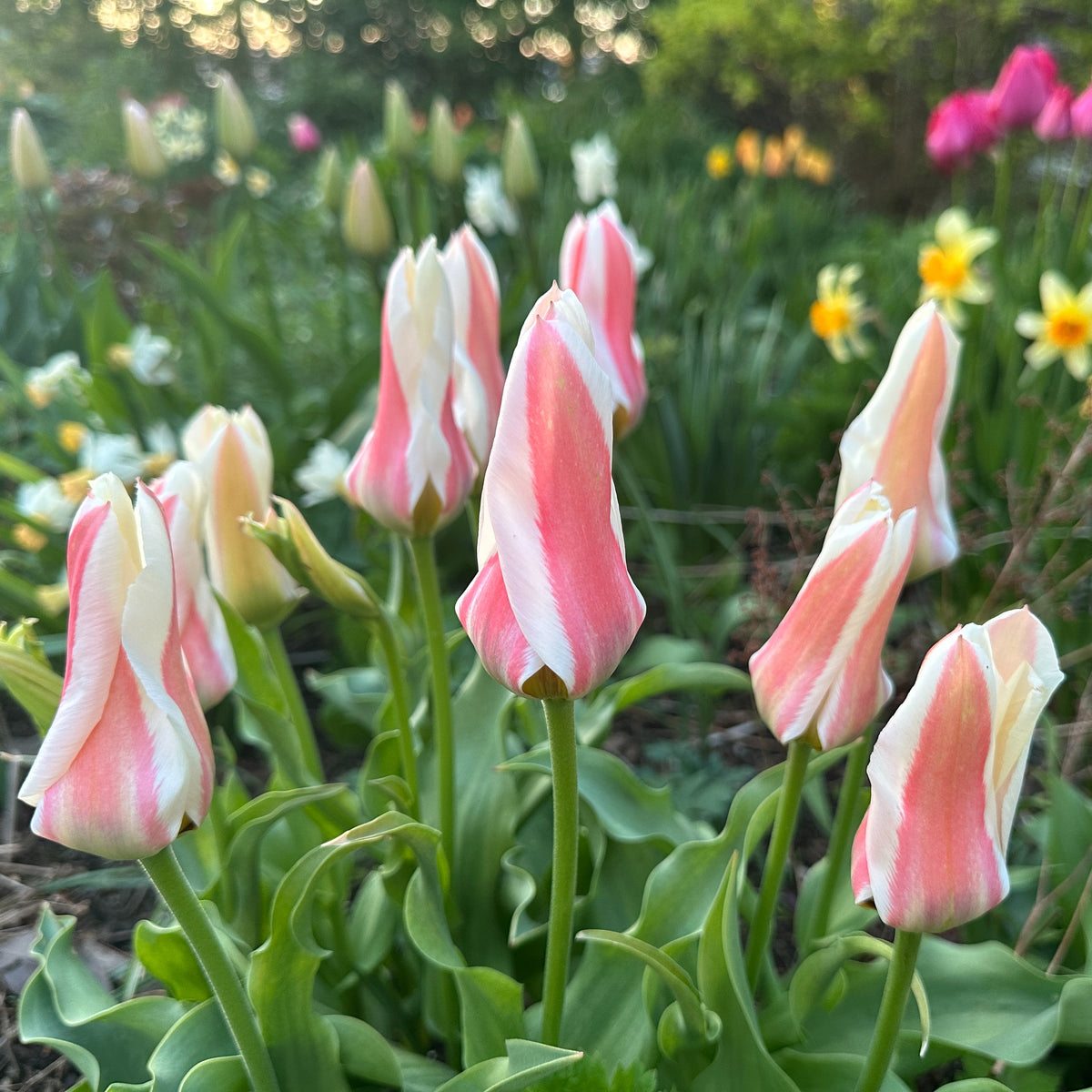 Tulipa greigii 'Serano' - dílatúlipani