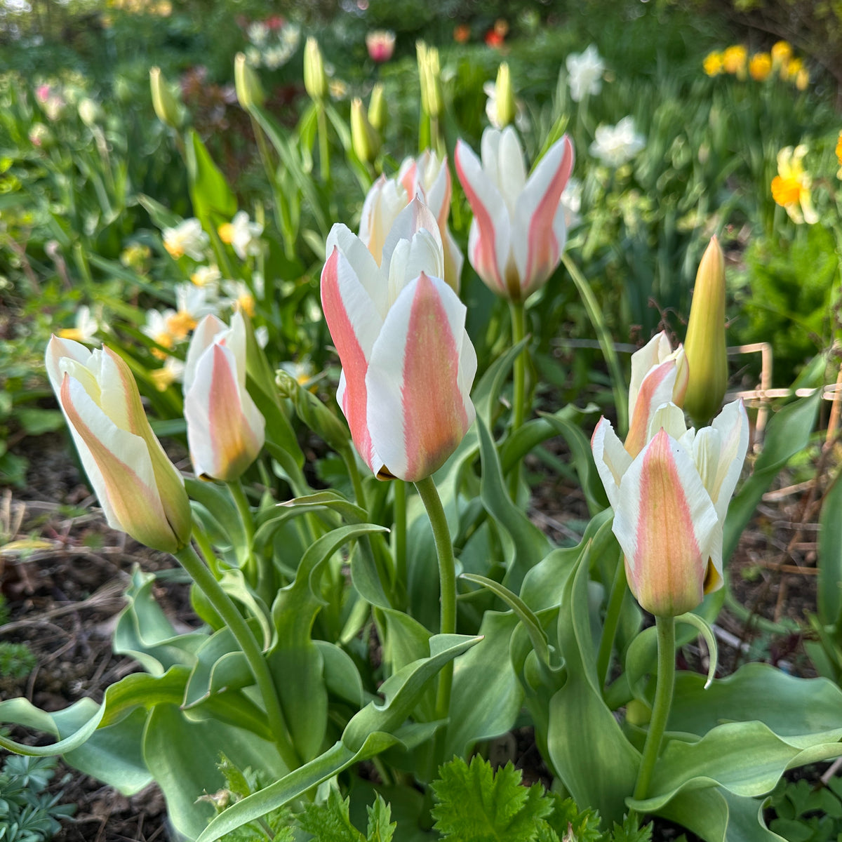 Tulipa greigii 'Serano' - dílatúlipani