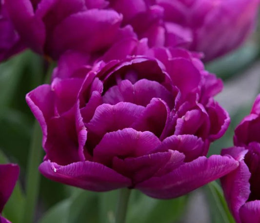 Tulipa 'Showcase' - túlipani