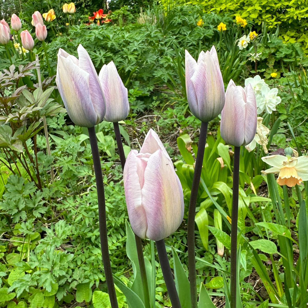 Tulipa 'Silver Cloud' - túlipani