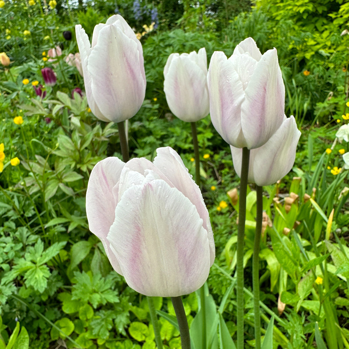 Tulipa 'Silver Cloud' - túlipani
