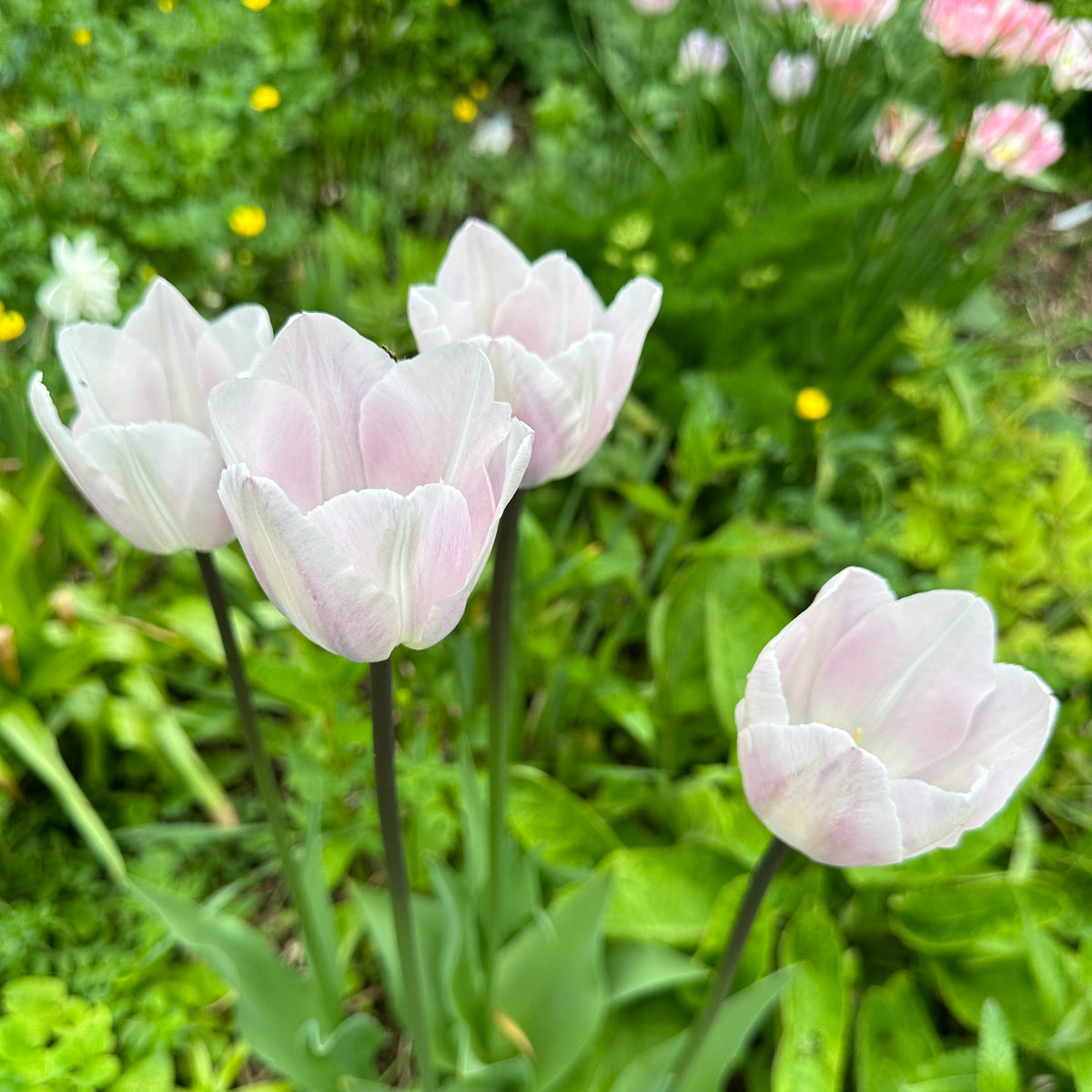Tulipa 'Silver Cloud' - túlipani