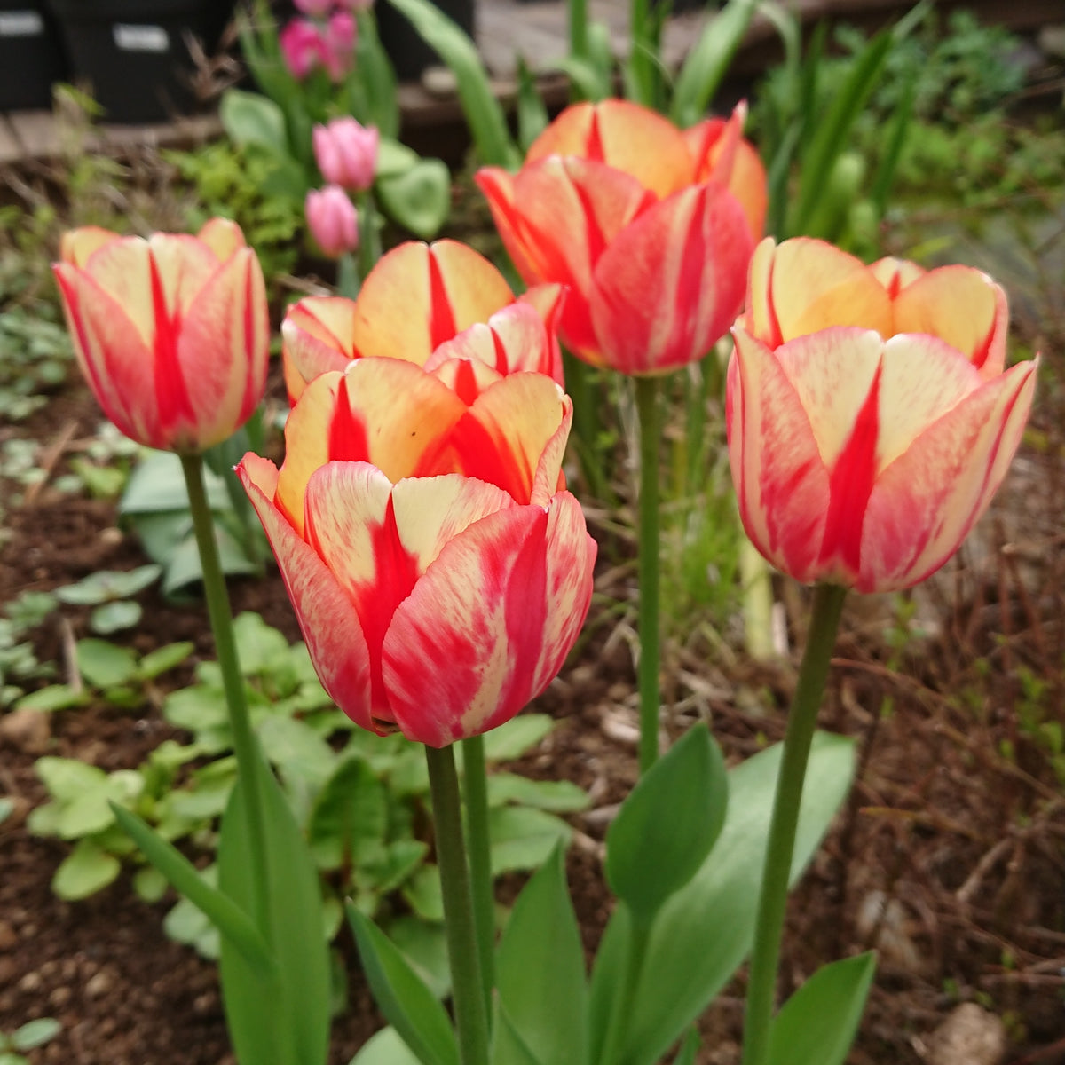 Tulipa 'Spryng Break'® - túlipani