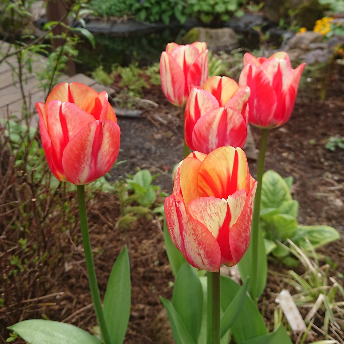 Tulipa 'Spryng Break'® - túlipani