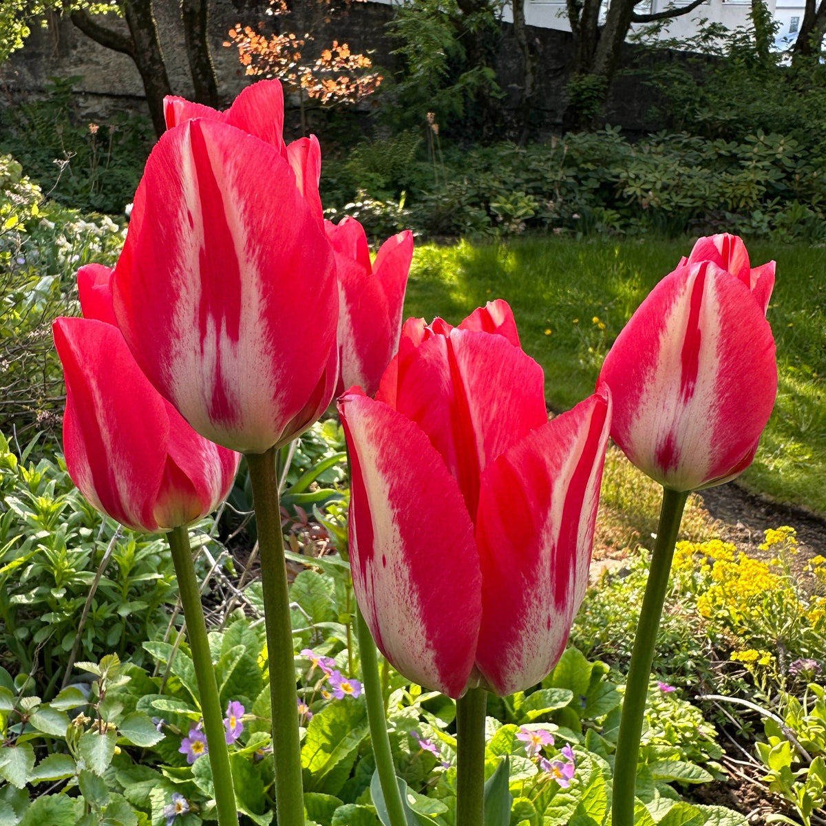 Tulipa 'Spryng Break'® - túlipani